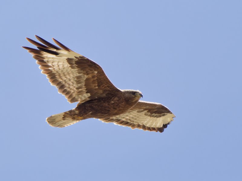 Buteo rufinus (1).jpg
