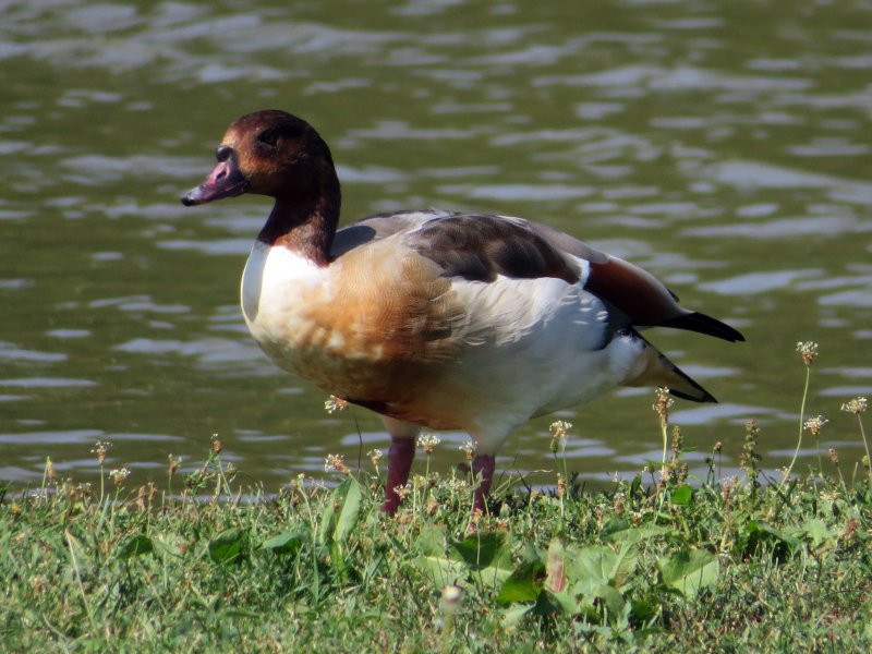 IMG_8557 copie.jpg