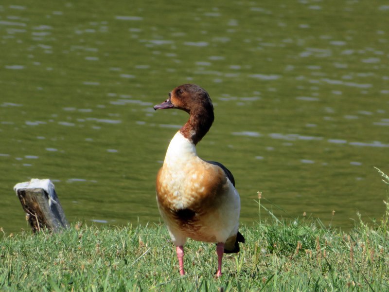 IMG_8530 copie.jpg