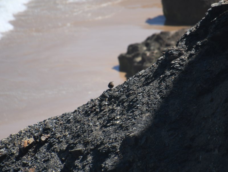 DSC_9804b.jpg