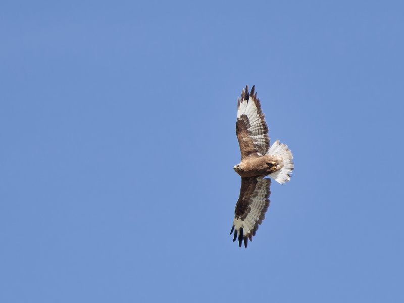 Buteo japonicus (1).jpg