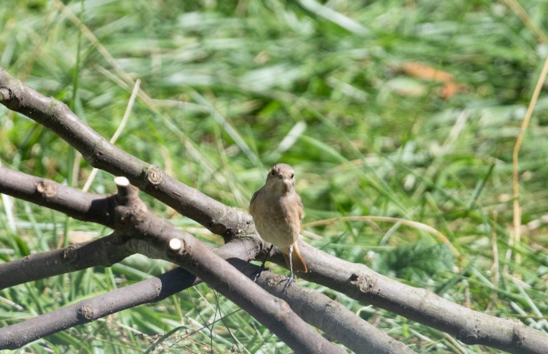 DSC_9605.jpg
