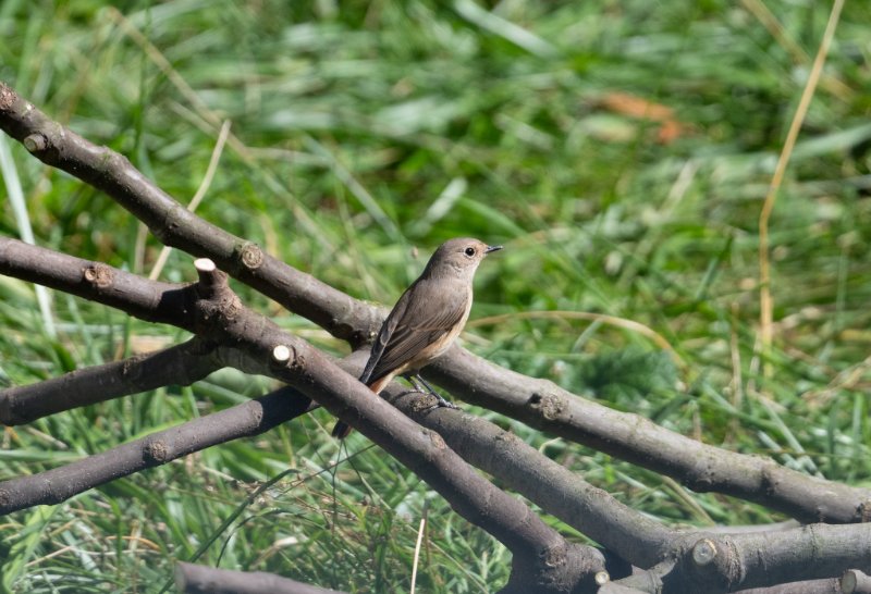 DSC_9607.jpg