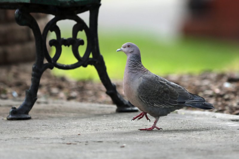 PicazuroPigeon_BuenosAires_20250729_9734.jpg