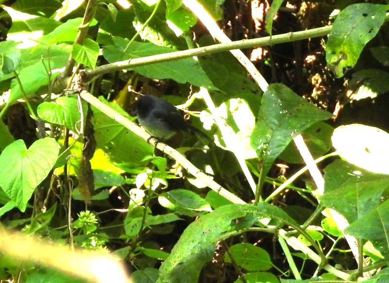 DSCN4553bis.JPG