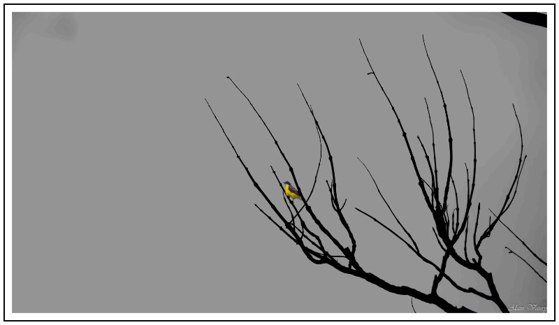 DSC03486-Avec accentuation-Bruit.jpg