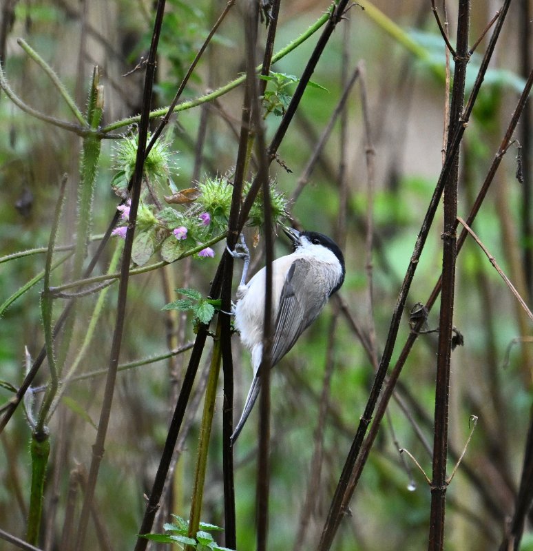 Z8C_7439.jpg