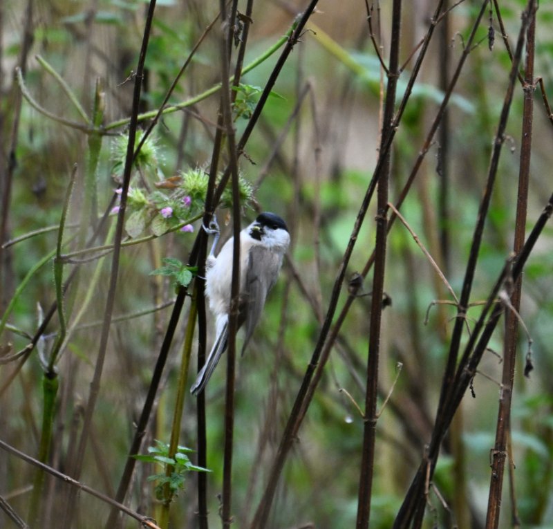 Z8C_7450.jpg