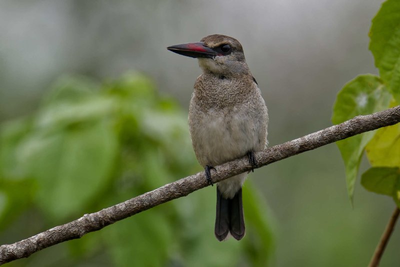 Halcyon senegalensis (9)_DxOon.jpg