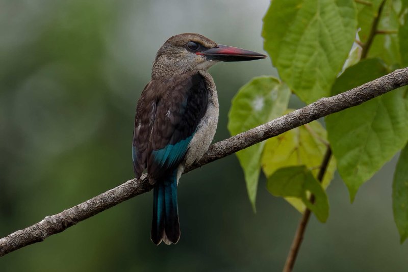 Halcyon senegalensis (11)_DxOon.jpg