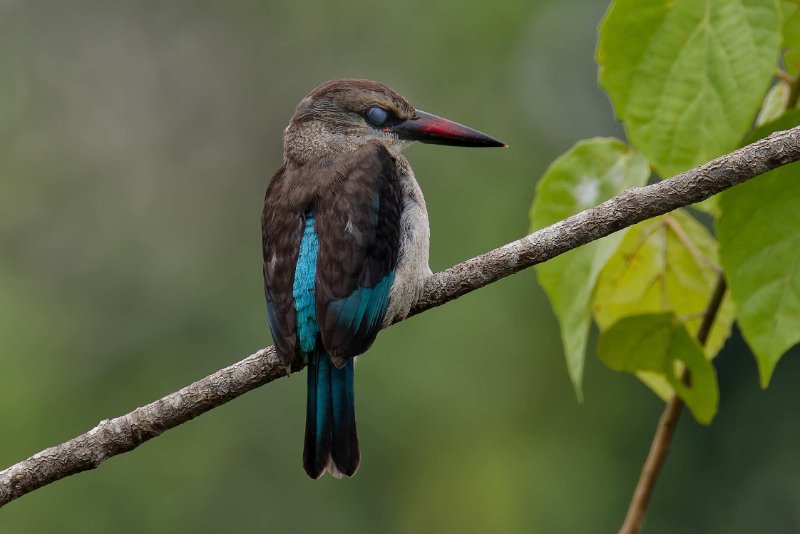 Halcyon senegalensis (12)_DxOon.jpg