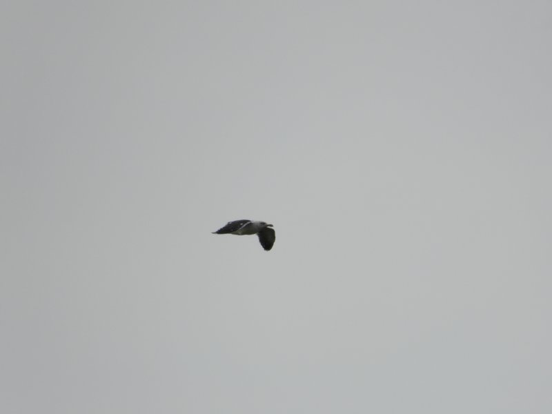 DSCN9500.JPG