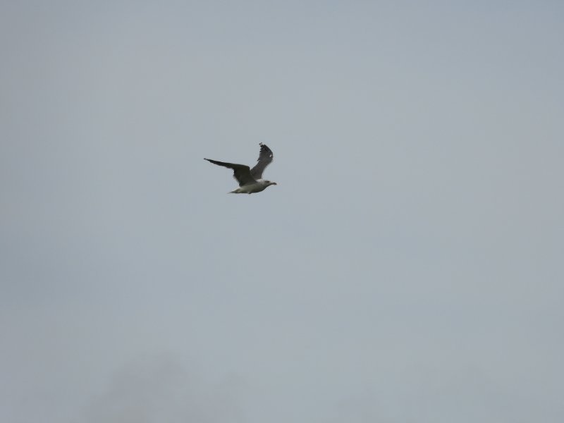 DSCN9501.JPG