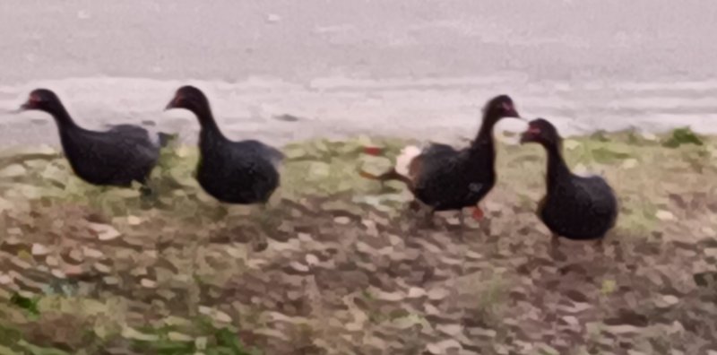 8 septembre 2025 oiseaux à identifier.jpg