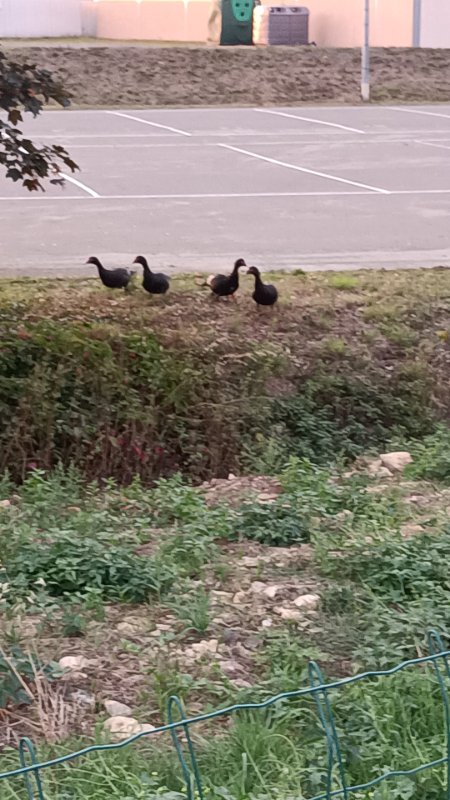 canards noirs.jpg