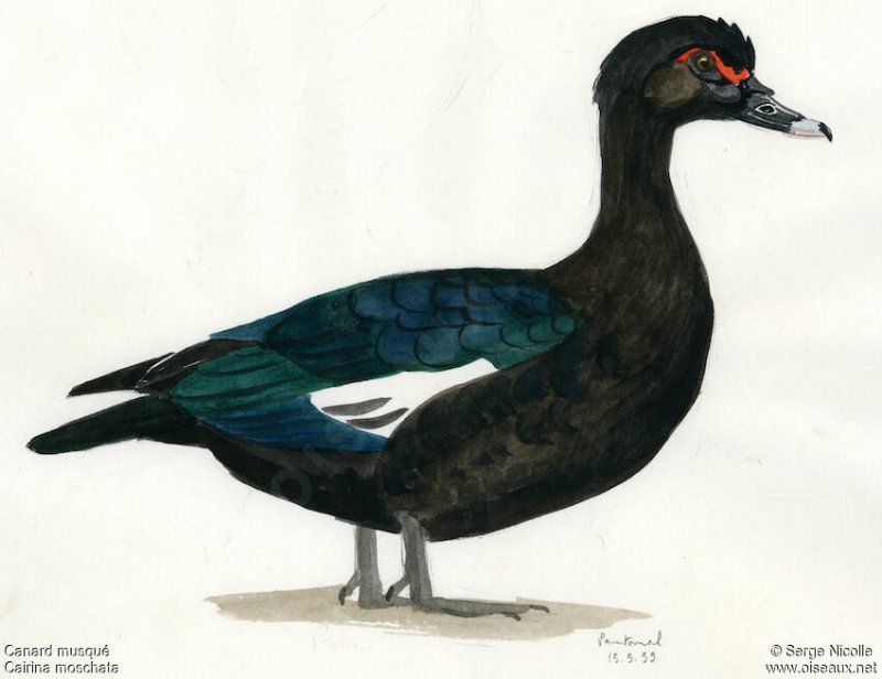 canard.musque.seni.0g.jpg