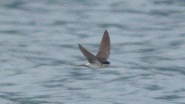 DSC_0460.jpg