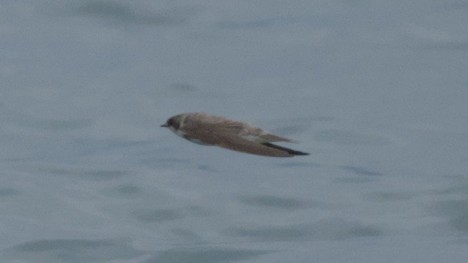 DSC_0453.jpg