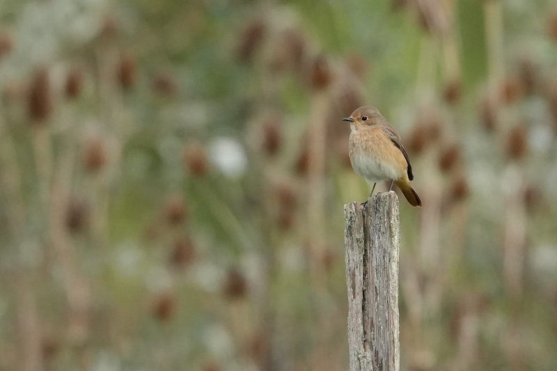 DSC01960_Ab.jpg