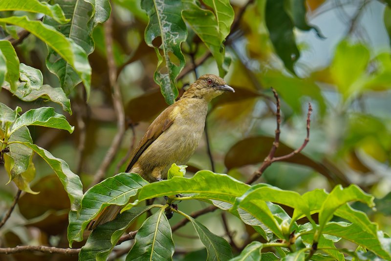 XXX Bulbul - Sette-Cama - 100925 A1_06726Réduit_DxO.jpg