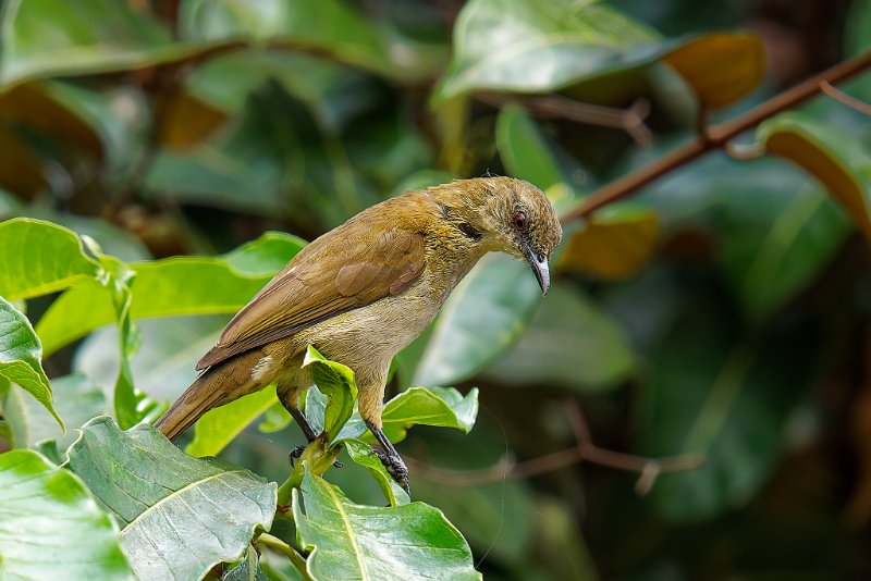 XXX Bulbul - Sette-Cama - 100925 A1_06822Réduit_DxO-1.jpg