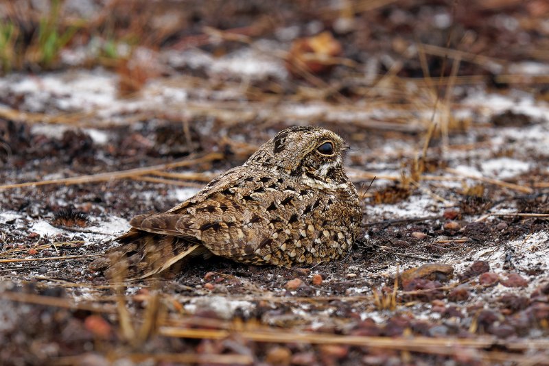 Caprimulgus natalensis - Swamp Nightjar - Engoulevent du Natal - Sette Cama - 110925 A1_07656Réduit_DxO.jpg