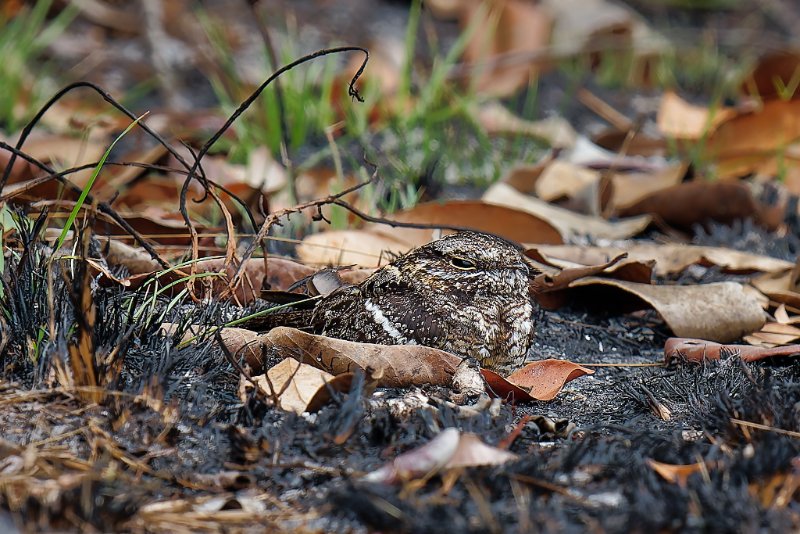 Caprimulgus fossii - Square-tailed Nightjar - Engoulevent du Mozambique - Sette Cama - 110925 A1_07804Réduit_DxO.jpg