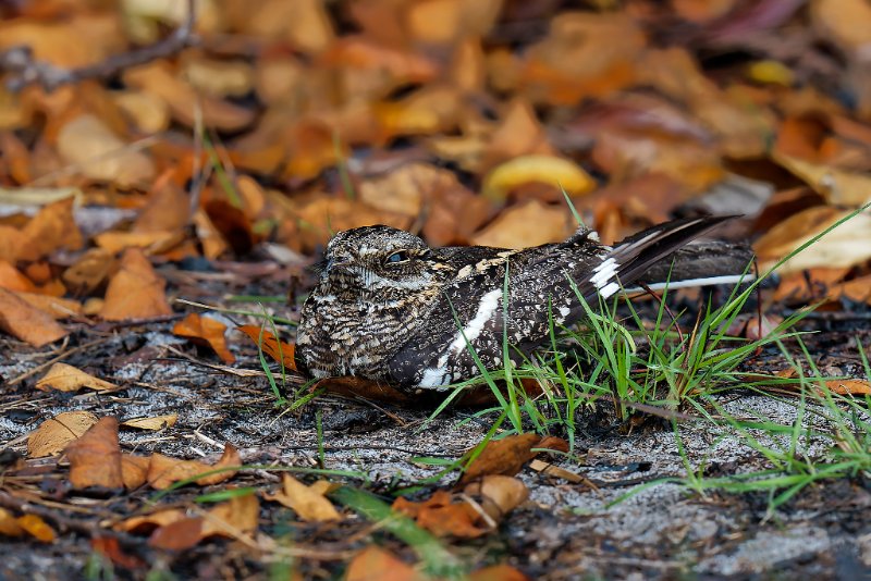 Caprimulgus fossii - Square-tailed Nightjar - Engoulevent du Mozambique - Sette-Cama - 110925 A1_07042Réduit_DxO.jpg