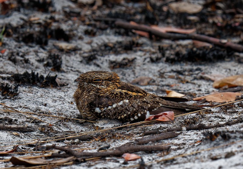 Caprimulgus fossii - Square-tailed Nightjar - Engoulevent du Mozambique - Sette-Cama - 110925 A1_07073Réduit_DxO.jpg