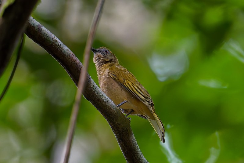 XXX Bulbul - Mikongo - 210825 A1_01317Réduit_DxO.jpg