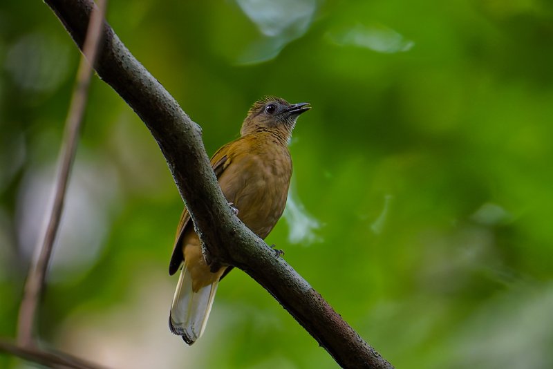 XXX Bulbul - Mikongo -210825 A1_01242Réduit_DxO.jpg
