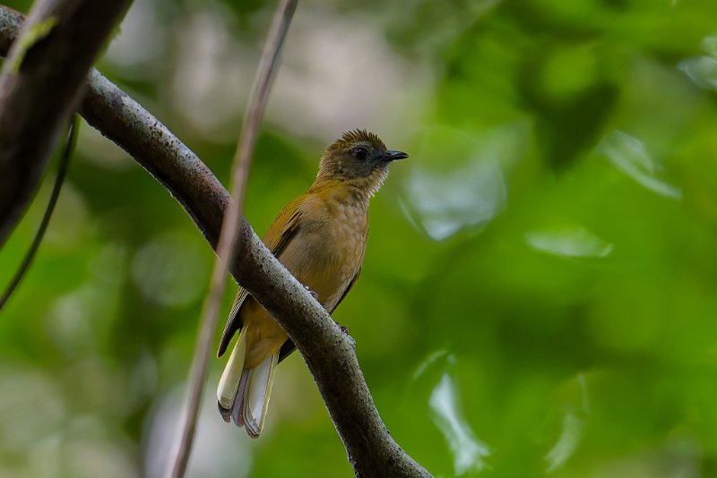 XXX Bulbul - Mikongo -210825 A1_01303Réduit_DxO.jpg