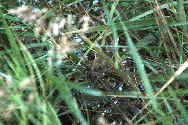 Les Confines - Monteux - France - Octobre 2025 (1).JPG