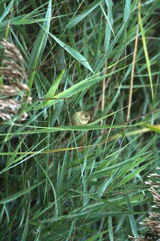 Les Confines - Monteux - France - Octobre 2025 (2).JPG