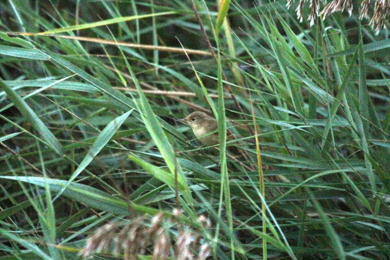 Les Confines - Monteux - France - Octobre 2025 (3).JPG