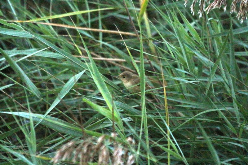 Les Confines - Monteux - France - Octobre 2025 (4).JPG