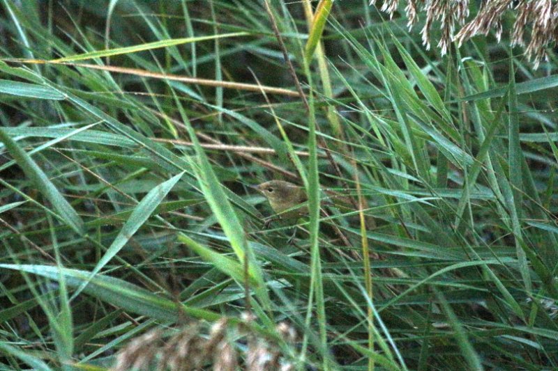 Les Confines - Monteux - France - Octobre 2025 (5).JPG