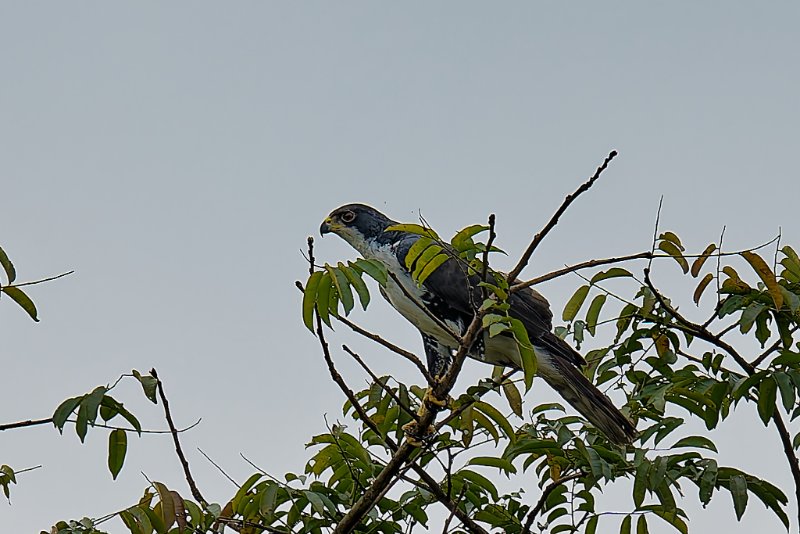 Astur melanoleucus - Black Sparrowhawk - Autour noir - Mouila - 010925 A1_05460Réduit_DxO.jpg