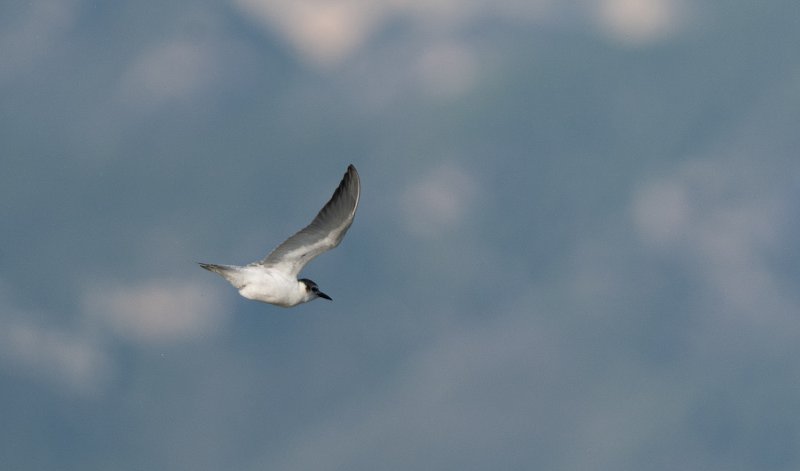 A74012271500px.jpg