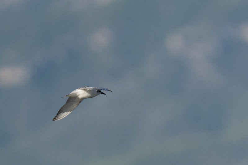 A74012281500px.jpg