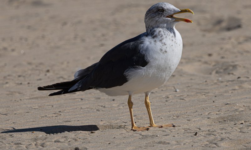 A78A7981.jpg