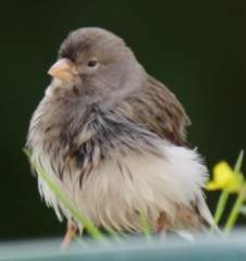 oiseau 1.png