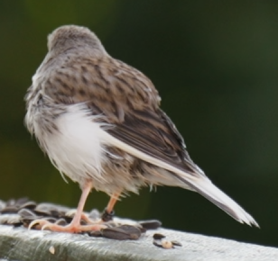 oiseau 3.png