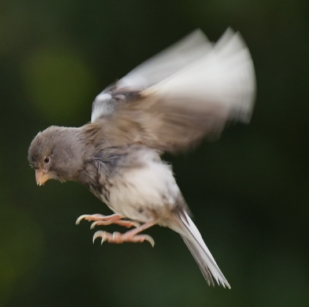 oiseau 4.png