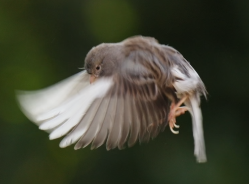 oiseau 5.png