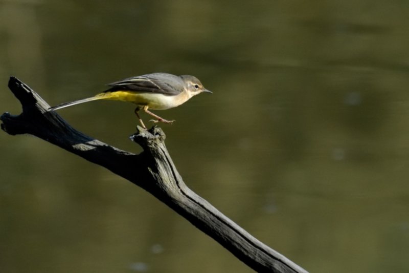 _DSC4687_Bergeronnette-des-ruisseaux.jpg