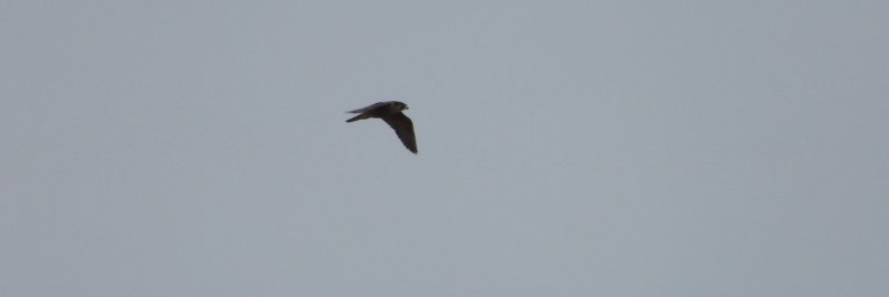 faucon hobereau 21 10 2025 3.JPG
