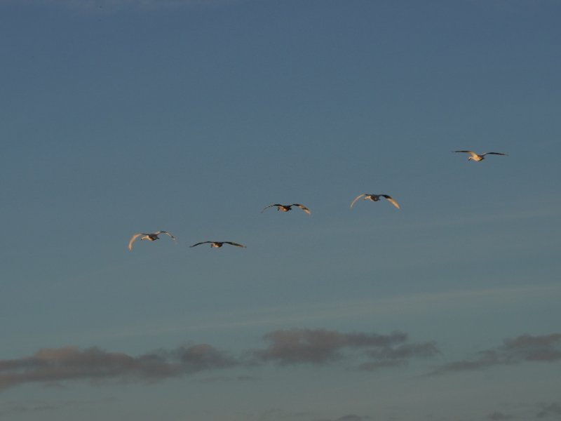 2025-10-30 Saint-Vigor-d'Ymonville (42).JPG