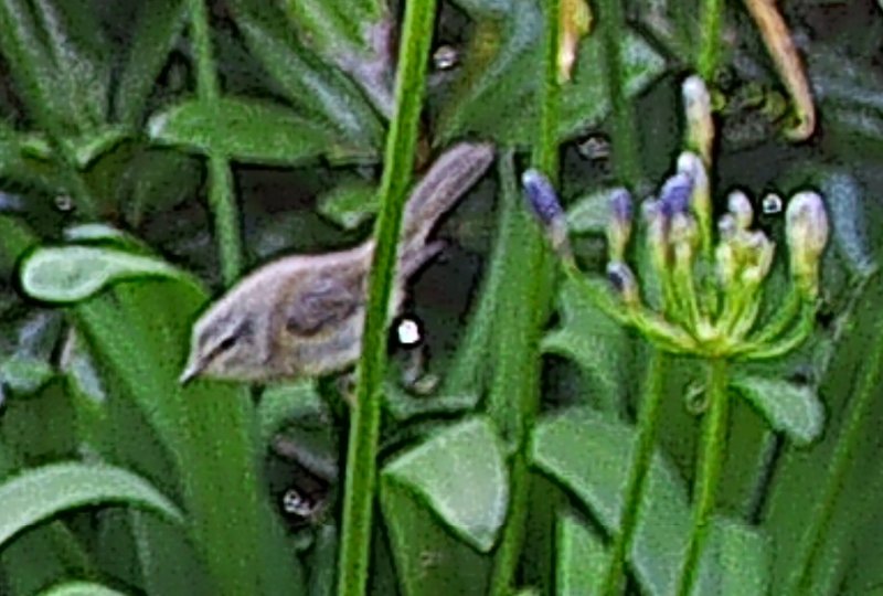 B 2025-0826-141540_002276c.JPG