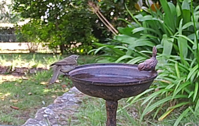 B mangeoire_3 Pipit spioncelle.png